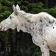 A white moose in Ontario, Canada, near Foleyet.